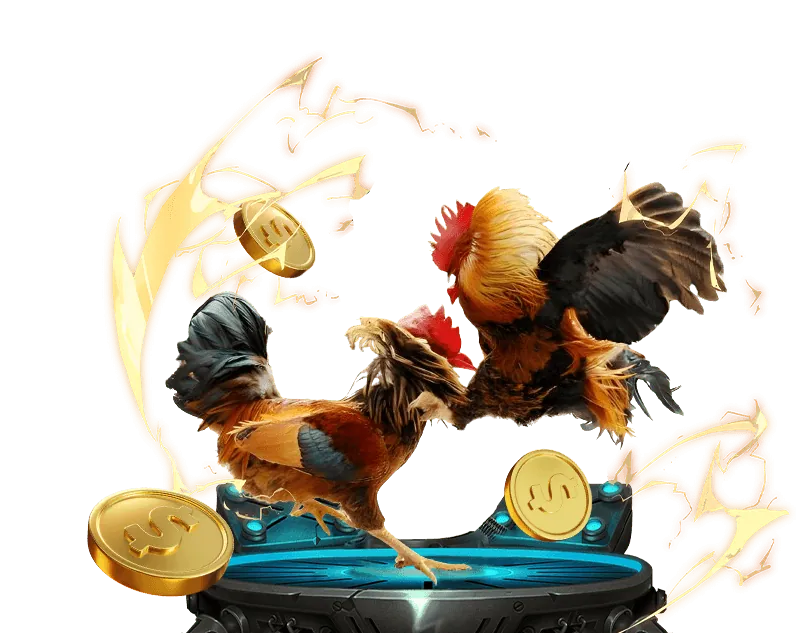 Văn hóa đấu gà truyền thống ở Thomo